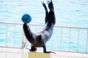 えび反りアシカ