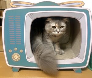 猫とテレビ